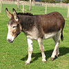 Remus