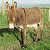 Shergar