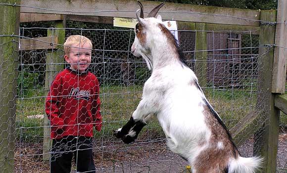 On The Farm