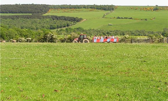 Tractor Rides
