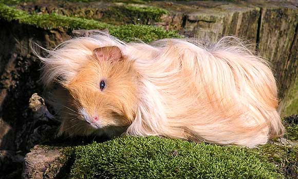 adopt an animal image