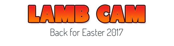 Lamb Cam - Back for Easter 2017