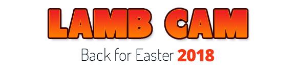 Lamb Cam - Back for Easter 2018
