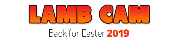 Lamb Cam - Back for Easter 2019