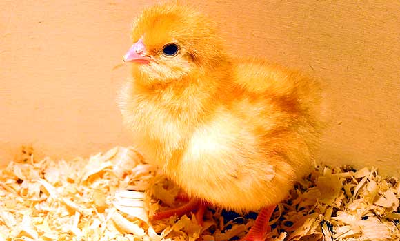 Baby Chicks