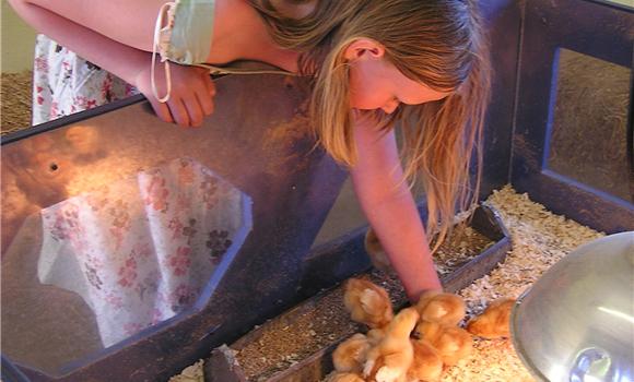 Baby Chicks