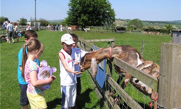 Feed the Animals